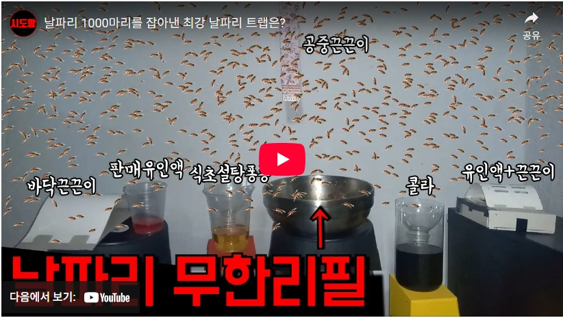 붕사 초파리 트랩 후기 (+ 초파리 없애는법 바퀴벌레 개미 퇴치제 만들기) 날파리 초파리 트랩 비교