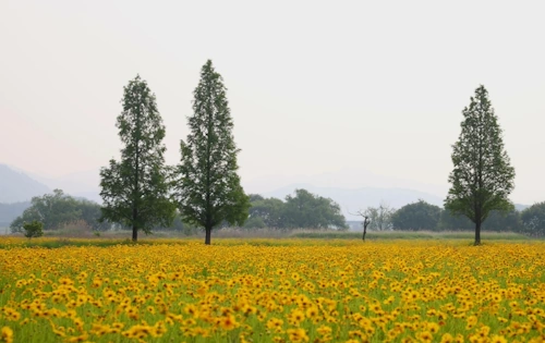 달까지 가자 국화 꽃밭 촬영지 