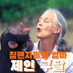 침팬지 엄마 사망 제인 구달 프로필 리즈 업적 연구소 수상 작품활동
