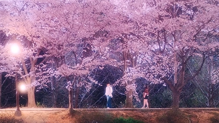 경도를 기다리며 촬영지 장소 결혼식장 남산 예술원 웨딩홀 & 청주 외 ~ 경도를 기다리며 벚꽃 산책로