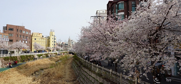 프로보노 촬영지 장소 모음 인천 인하대 외 ~ (ft. 프로보노 뜻) 프로보노 촬영지 장소 모음 인천 인하대 외 ~ (ft. 프로보노 뜻)