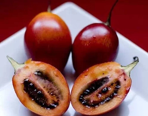 나무에서 열리는 새콤한 맛의 과일 타마릴로 묘목 키우기 (ft. 효능 먹는법) 잘 익은 타마릴로 과일