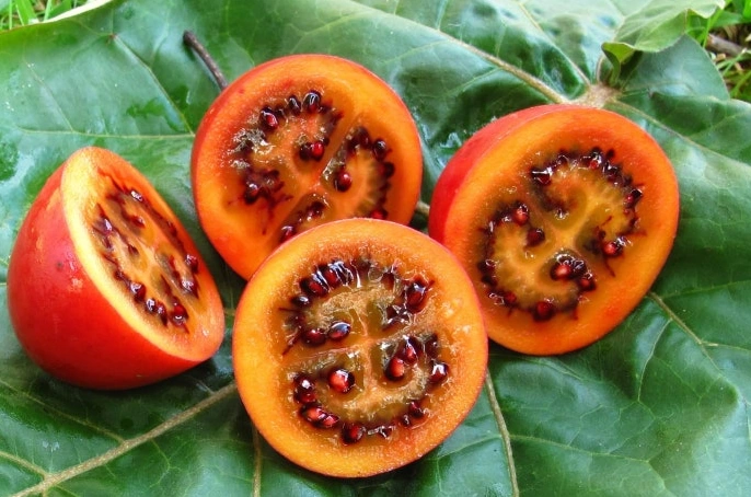 나무에서 열리는 새콤한 맛의 과일 타마릴로 묘목 키우기 (ft. 효능 먹는법) 타마릴로 맛있게 먹는 방법