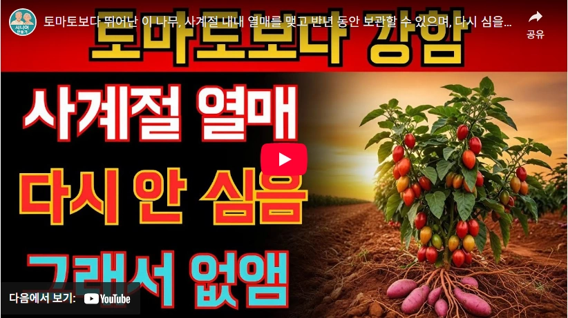 나무에서 열리는 새콤한 맛의 과일 타마릴로 묘목 키우기 (ft. 효능 먹는법) 타마릴로 묘목 키우기