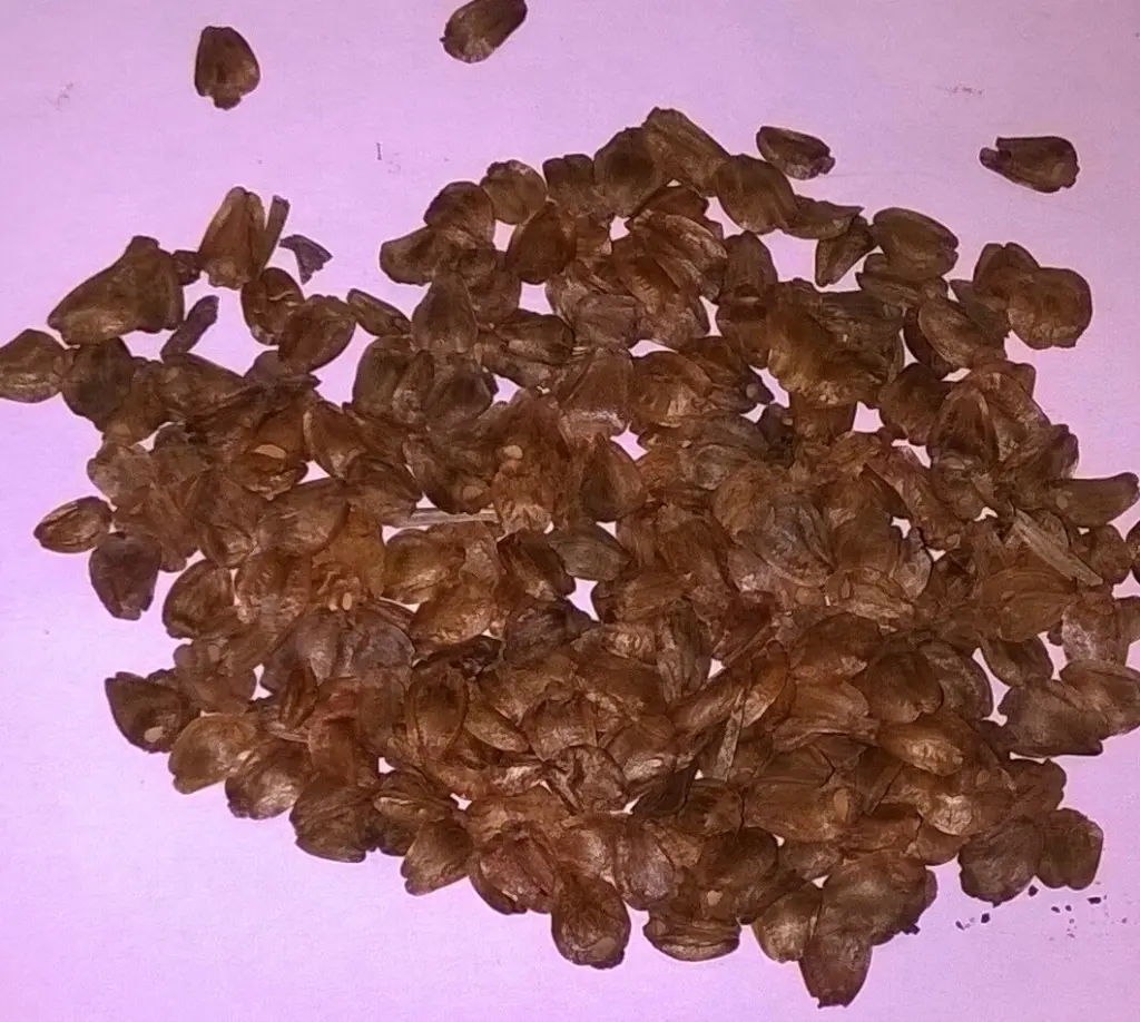 나무에서 열리는 새콤한 맛의 과일 타마릴로 묘목 키우기 (ft. 효능 먹는법) 타마릴로 씨앗