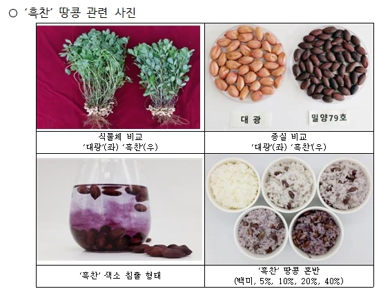 밥에 넣는 검정땅콩 흑찬 땅콩 가격 구매 파는곳 효능 (ft. 보담) 흑찬 땅콩