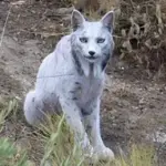 동물원에도 없는 멸종위기동물 기적의 흰색 리베리아 시라소니 (이베리아 스라소니) 동물원에도 없는 멸종위기동물 기적의 흰색 리베리아 시라소니 (이베리아 스라소니)