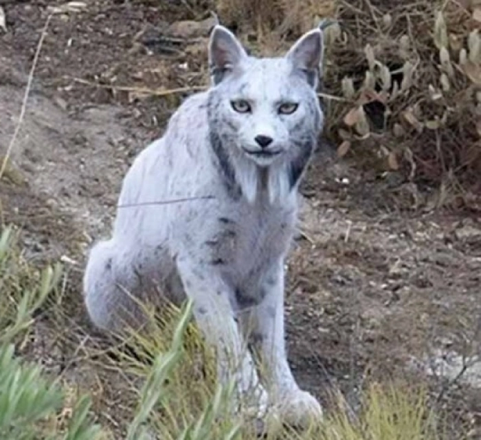 동물원에도 없는 멸종위기동물 기적의 흰색 리베리아 시라소니 (이베리아 스라소니) 동물원에도 없는 멸종위기동물 기적의 흰색 리베리아 시라소니 (이베리아 스라소니)