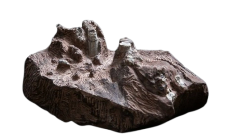 아기 공룡 둘리 닮은 둘리사우루스 한번도 3번째 신종 발견 둘리사우루스 공룡 화석