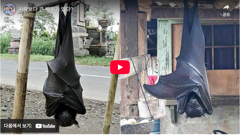 세계에서 가장 큰 황금볏 과일박쥐 (자이언트 황금관 박쥐, 황금관 날여우박쥐) 배트맨 실사판 황금볏 과일박쥐
