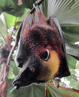 세계에서 가장 큰 황금볏 과일박쥐 (자이언트 황금관 박쥐, 황금관 날여우박쥐) 보기보다 귀여운 자이언트 황금관 박쥐