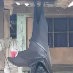 세계에서 가장 큰 황금볏 과일박쥐 (자이언트 황금관 박쥐, 황금관 날여우박쥐) 세계에서 가장 큰 황금볏 과일박쥐 (자이언트 황금관 박쥐, 황금관 날여우박쥐)