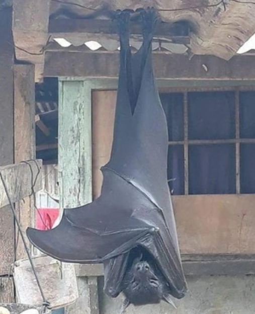 세계에서 가장 큰 황금볏 과일박쥐 (자이언트 황금관 박쥐, 황금관 날여우박쥐) 세계에서 가장 큰 황금볏 과일박쥐 (자이언트 황금관 박쥐, 황금관 날여우박쥐)