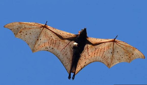 세계에서 가장 큰 황금볏 과일박쥐 (자이언트 황금관 박쥐, 황금관 날여우박쥐) 세계에서 가장 큰 황금볏 과일박쥐 (황금관 날여우 박쥐, 자이언트 황금관박쥐)