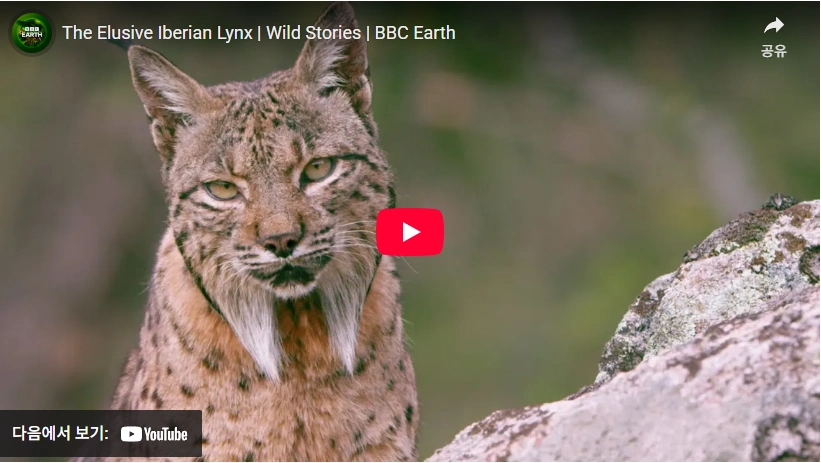 동물원에도 없는 멸종위기동물 기적의 흰색 리베리아 시라소니 (이베리아 스라소니) 토끼 사냥꾼 이베리아 스라소니