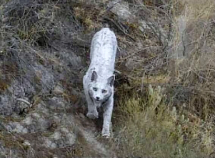 동물원에도 없는 멸종위기동물 기적의 흰색 리베리아 시라소니 (이베리아 스라소니) 흰색 이베리아 스라소니