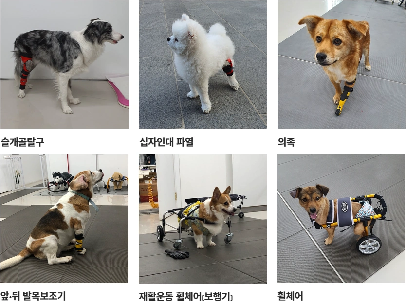 애견인이 만든 강아지 휠체어 이철 대표 프로필 & 워크앤런 가격 나이 학력 이웃집 백만장자 강아지 휠체어 워크앤런 이철 대표