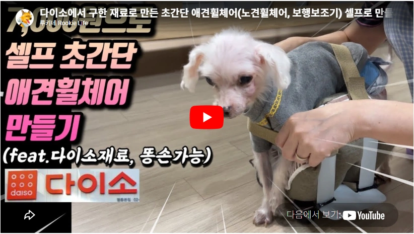 애견인이 만든 강아지 휠체어 이철 대표 프로필 & 워크앤런 가격 나이 학력 직접 셀프 강아지 휠체어 만들기